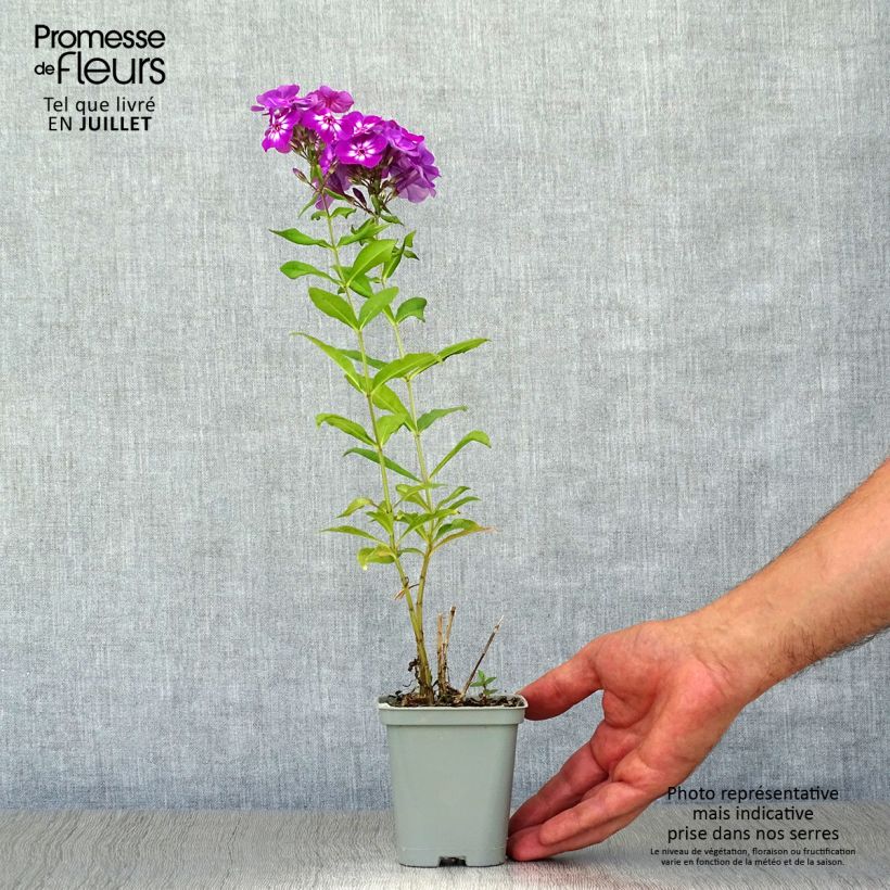 Exemplar von Hohe Flammenblume Amethyst - Phlox paniculata Kleine Töpfe von 8/9 cm wie im Sommer geliefert