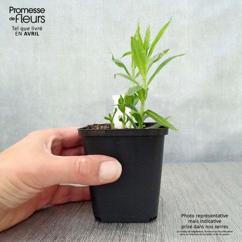 Exemplar von Hohe Flammenblume David - Phlox paniculata Kleine Töpfe von 8/9 cm wie im Frühjahr geliefert