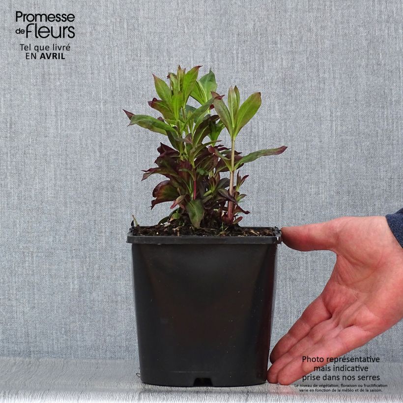 Exemplar von Hohe Flammenblume Famous Cerise - Phlox paniculata Topf mit 1,5L/2L wie im Frühjahr geliefert