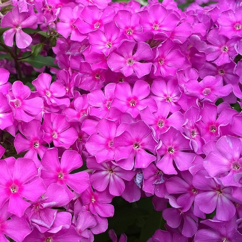 Hohe Flammenblume Famous Purple - Phlox paniculata (Blüte)