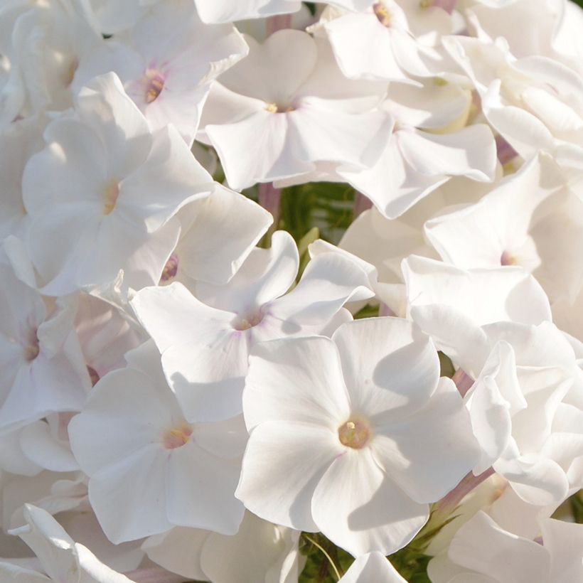 Hohe Flammenblume Famous White - Phlox paniculata (Blüte)