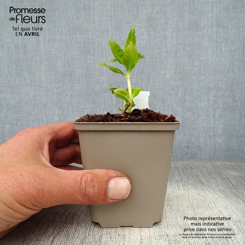 Exemplar von Hohe Flammenblume Flame White Imp. - Phlox paniculata Kleine Töpfe von 8/9 cm wie im Frühjahr geliefert