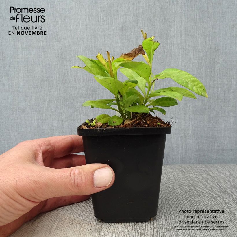Exemplar von Hohe Flammenblume Fujiyama - Phlox paniculata Kleine Töpfe von 8/9 cm wie im Herbst geliefert
