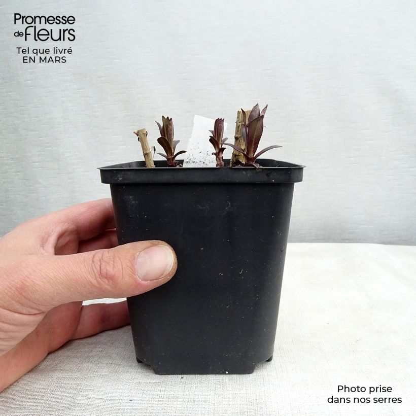 Exemplar von Hohe Flammenblume Hesperis - Phlox paniculata Kleine Töpfe von 8/9 cm wie im Winter geliefert