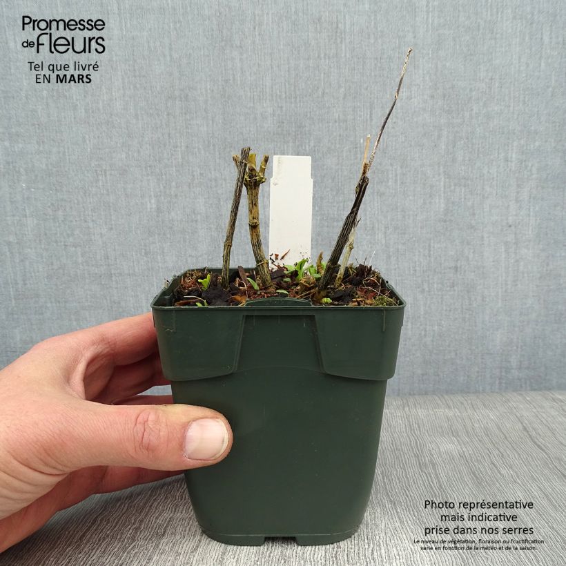 Exemplar von Hohe Flammenblume Jade - Phlox paniculata Kleine Töpfe von 8/9 cm wie im Winter geliefert