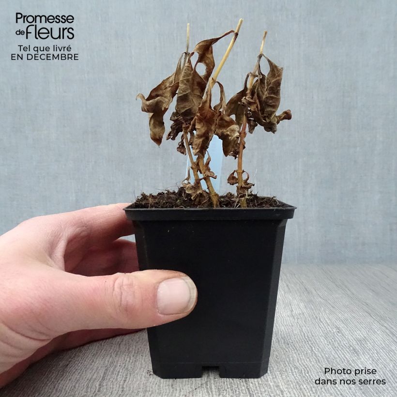 Exemplar von Hohe Flammenblume Laura - Phlox paniculata Kleine Töpfe von 8/9 cm wie im Winter geliefert