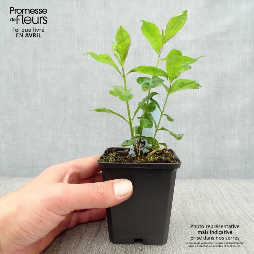 Exemplar von Hohe Flammenblume Laura - Phlox paniculata Kleine Töpfe von 8/9 cm wie im Frühjahr geliefert