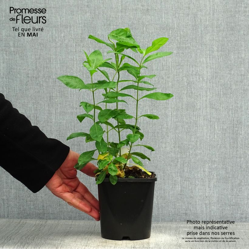 Exemplar von Hohe Flammenblume Laura - Phlox paniculata Topf mit 1,5L/2L wie im Frühjahr geliefert