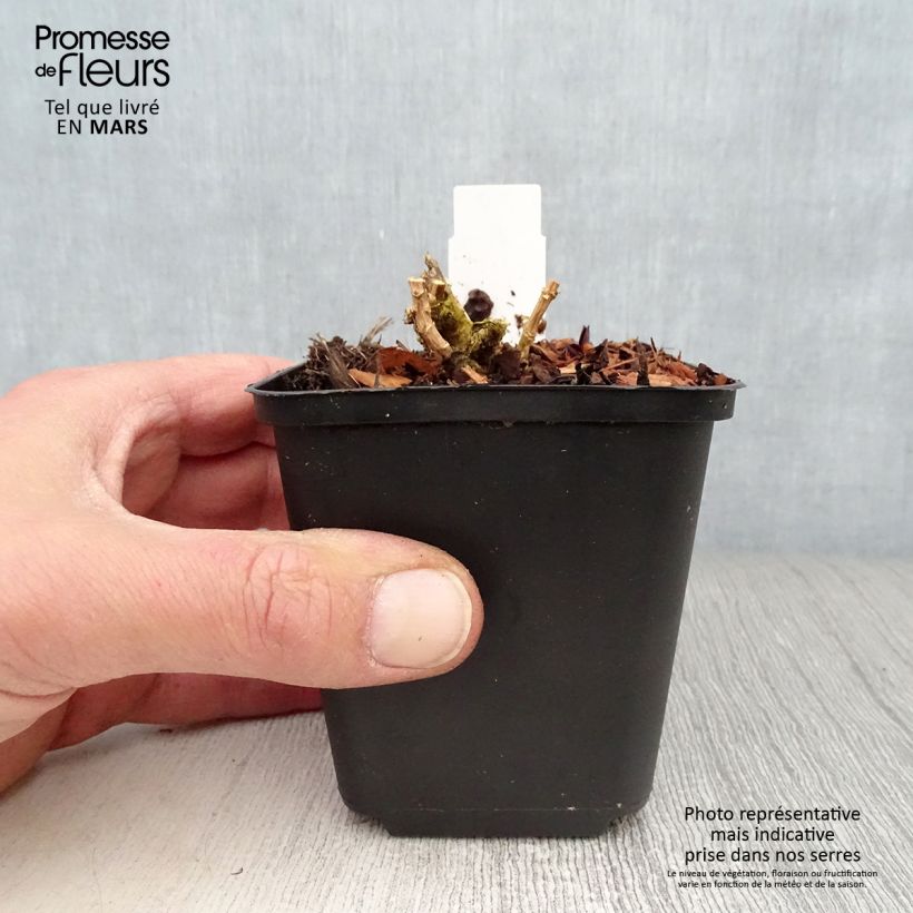 Exemplar von Hohe Flammenblume Lilac Times - Phlox paniculata Kleine Töpfe von 8/9 cm wie im Frühjahr geliefert