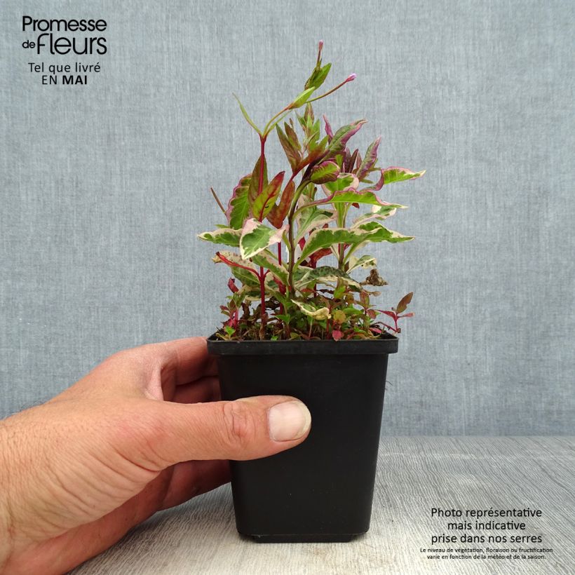 Exemplar von Hohe Flammenblume Olympus - Phlox paniculata Kleine Töpfe von 8/9 cm wie im Frühjahr geliefert