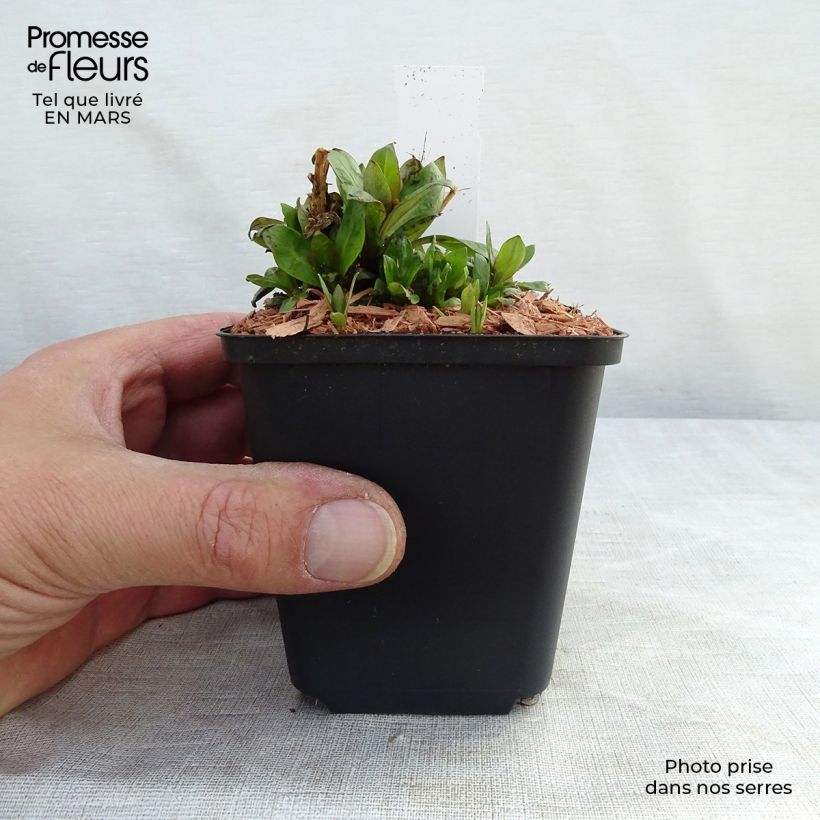 Exemplar von Hohe Flammenblume Purple Eye Flame - Phlox paniculata Kleine Töpfe von 8/9 cm wie im Winter geliefert