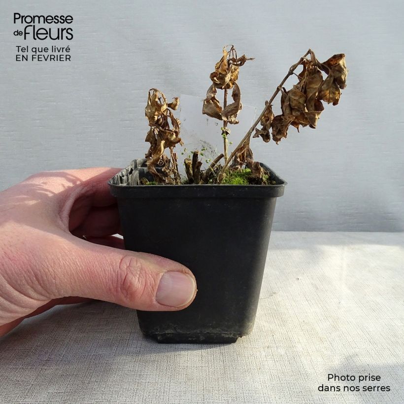 Exemplar von Hohe Flammenblume Red Flame - Phlox paniculata Kleine Töpfe von 8/9 cm wie im Winter geliefert