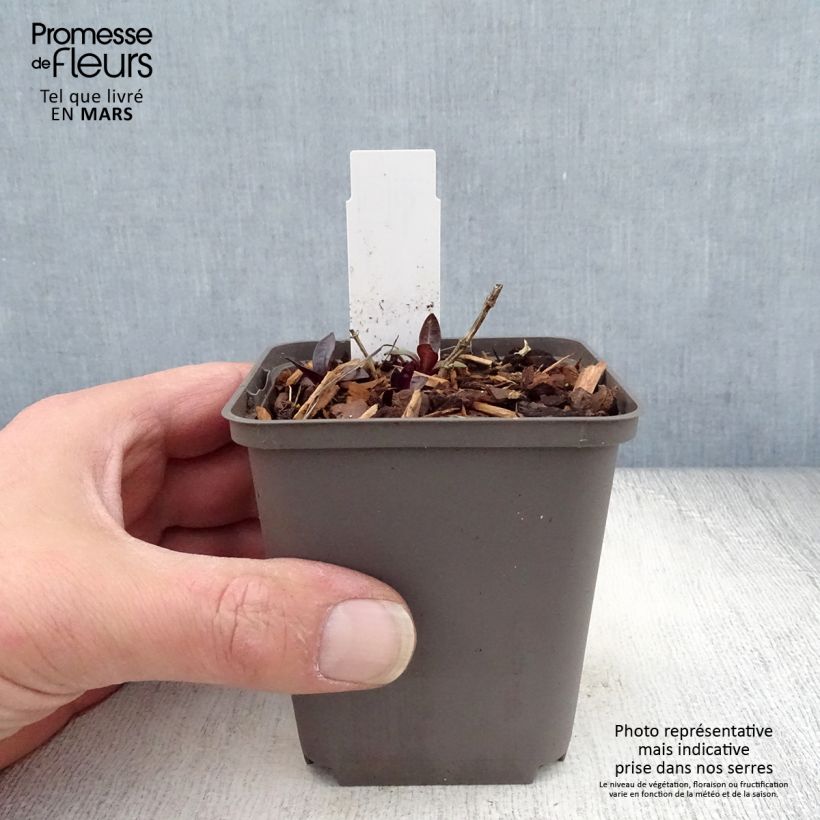 Exemplar von Hohe Flammenblume Septemberglut - Phlox paniculata Kleine Töpfe von 8/9 cm wie im Frühjahr geliefert