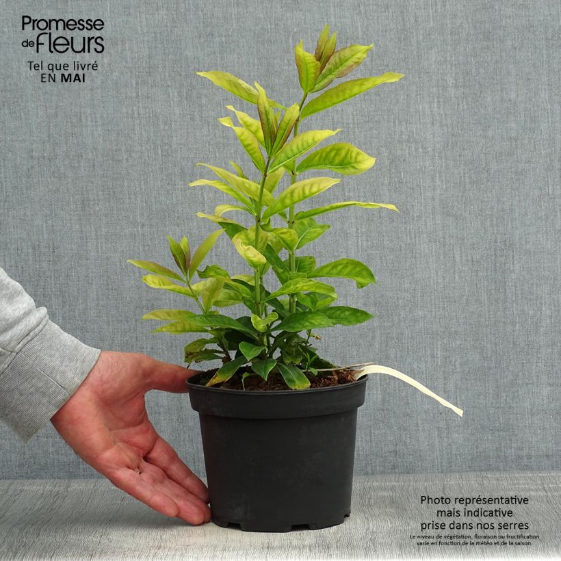 Exemplar von Hohe Flammenblume Uspech - Phlox paniculata Topf mit 2L/3L wie im Frühjahr geliefert