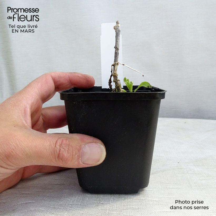 Exemplar von Hohe Flammenblume White Eye Flame - Phlox paniculata Kleine Töpfe von 8/9 cm wie im Frühjahr geliefert