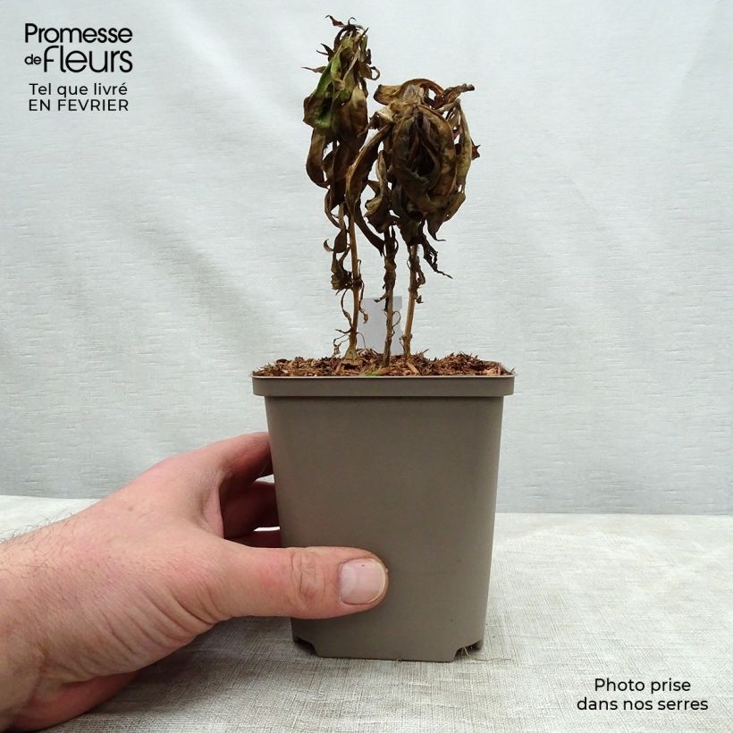 Exemplar von Hohe Flammenblume Windsor - Phlox paniculata Kleine Töpfe von 7/8 cm wie im Winter geliefert