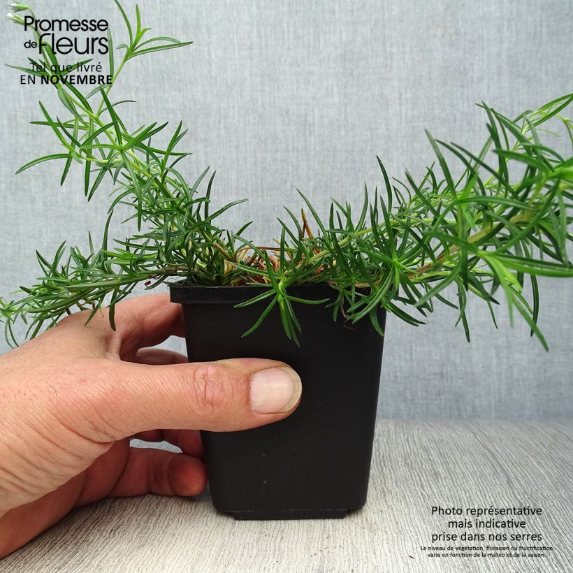 Exemplar von Pfriemenförmiger Phlox Cushion Blue - Phlox subulata Kleine Töpfe von 8/9 cm wie im Herbst geliefert