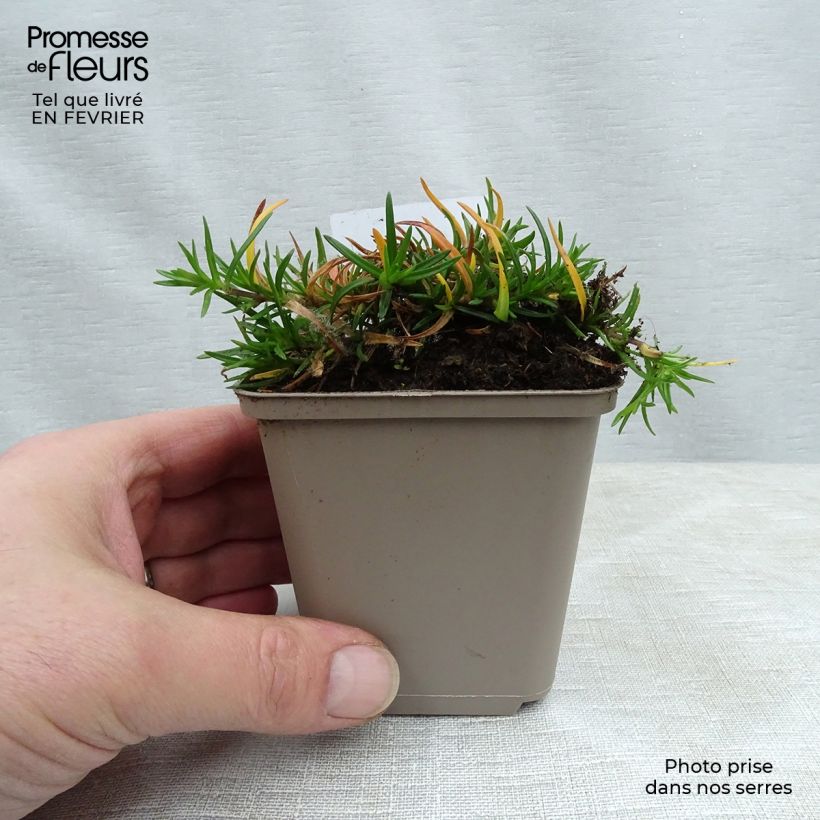 Exemplar von Pfriemenförmiger Phlox Cushion Blue - Phlox subulata Kleine Töpfe von 8/9 cm wie im Winter geliefert