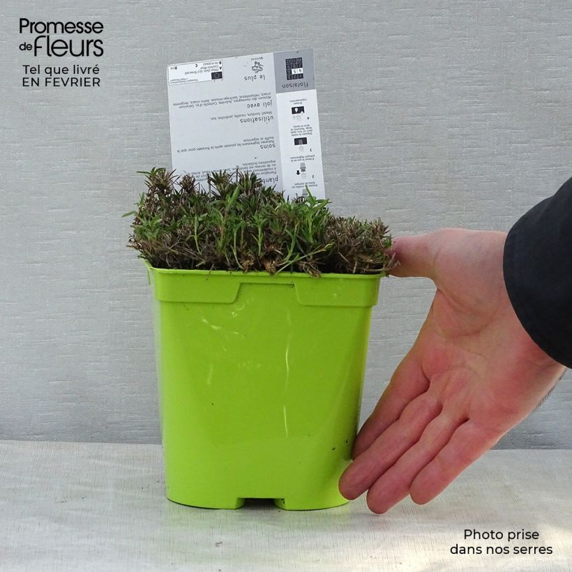 Exemplar von Pfriemenförmiger Phlox Cushion Blue - Phlox subulata Topf mit 2L/3L wie im Winter geliefert