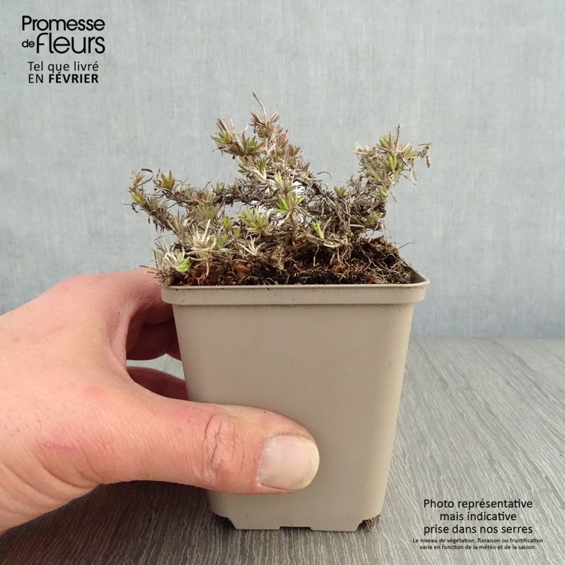 Exemplar von Pfriemenförmiger Phlox McDaniel's Cushion - Phlox subulata Kleine Töpfe von 8/9 cm wie im Winter geliefert