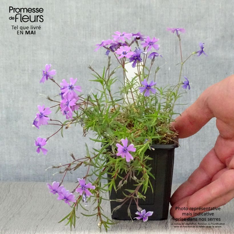 Exemplar von Pfriemenförmiger Phlox Purple Beauty - Phlox subulata Kleine Töpfe von 8/9 cm wie im Frühjahr geliefert
