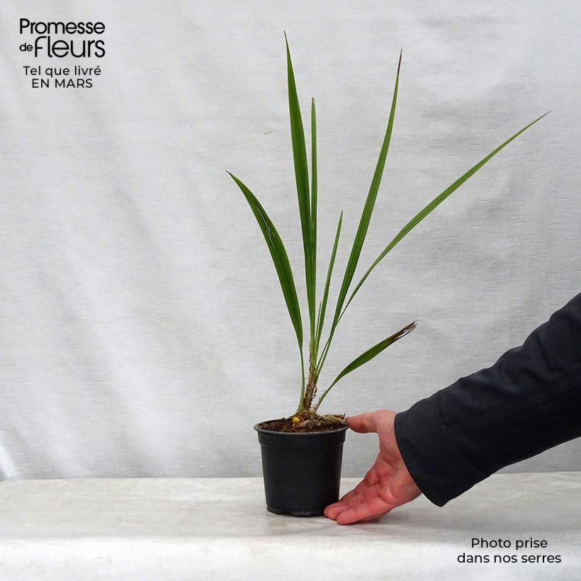 Exemplar von Phoenix andamanensis - Andamanen-Dattelpalme Topf 12 cm / 13 cm wie im Frühjahr geliefert