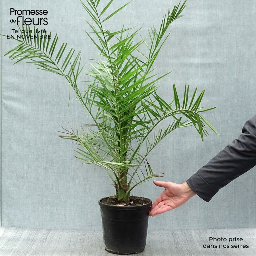 Exemplar von Phoenix canariensis - Kanarische Dattelpalme Topf mit 6L/7L wie im Herbst geliefert