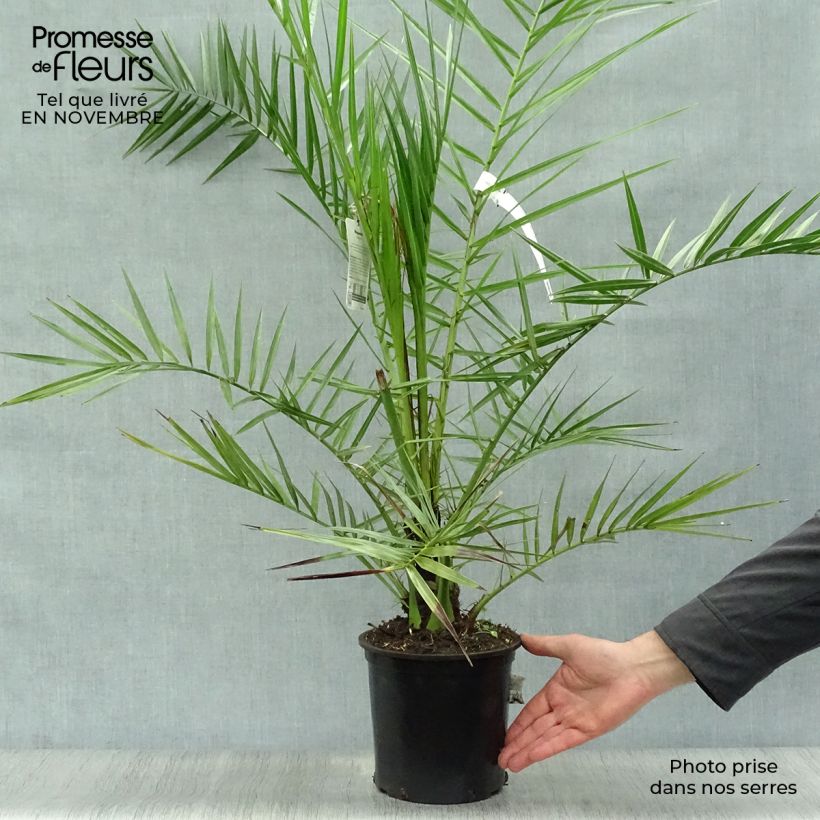 Exemplar von Phoenix canariensis - Kanarische Dattelpalme Topf mit 2L/3L wie im Herbst geliefert