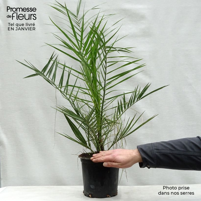 Exemplar von Phoenix canariensis - Kanarische Dattelpalme Topf mit 3L/4L wie im Winter geliefert