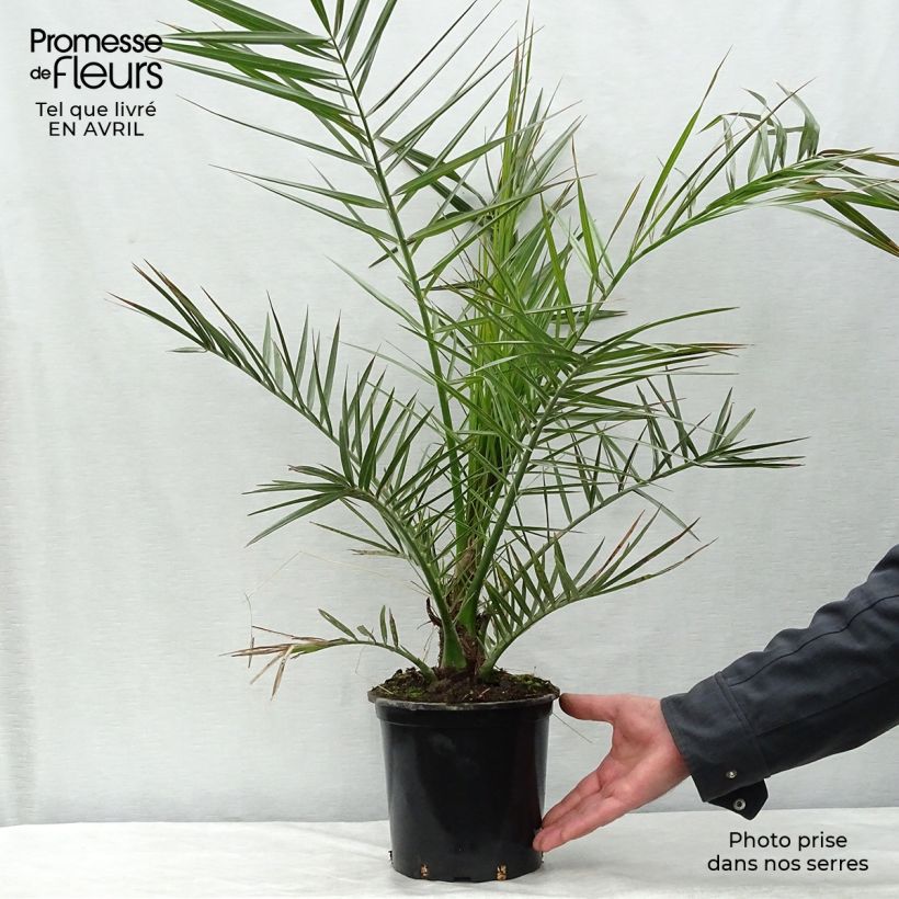 Exemplar von Phoenix canariensis - Kanarische Dattelpalme Topf mit 3L/4L wie im Frühjahr geliefert