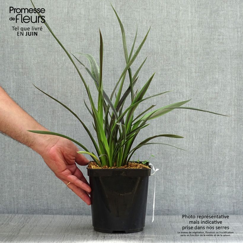 Exemplar von Phormium tenax Chocomint Topf mit 3L/4L wie im Sommer geliefert