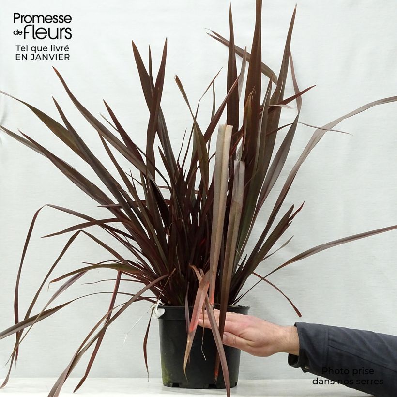 Exemplar von Phormium tenax Dark Delight Topf mit 4L/5L wie im Winter geliefert