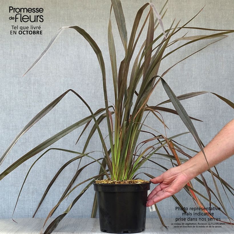 Exemplar von Phormium tenax Dark Delight Topf mit 4L/5L wie im Herbst geliefert