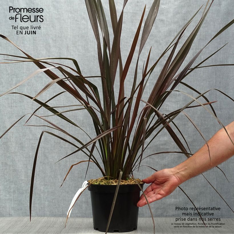 Exemplar von Phormium tenax Dark Delight Topf mit 4L/5L wie im Sommer geliefert