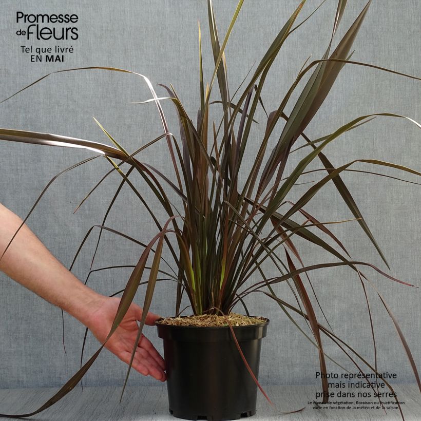 Exemplar von Phormium tenax Dark Delight Topf mit 4L/5L wie im Frühjahr geliefert