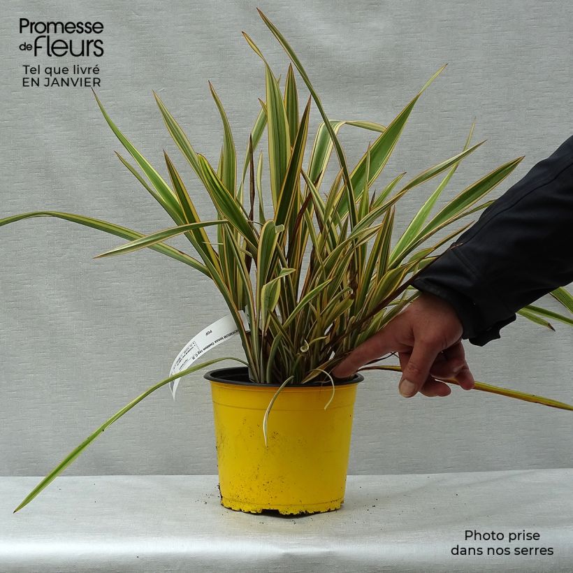 Exemplar von Phormium tenax Golden Ray Topf mit 2L/3L wie im Winter geliefert