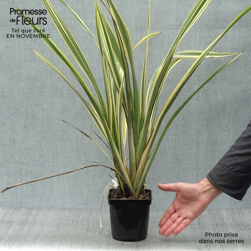 Exemplar von Phormium tenax Golden Ray Topf mit 2L/3L wie im Herbst geliefert