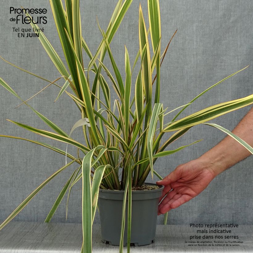Exemplar von Phormium tenax Golden Ray Topf mit 2L/3L wie im Sommer geliefert