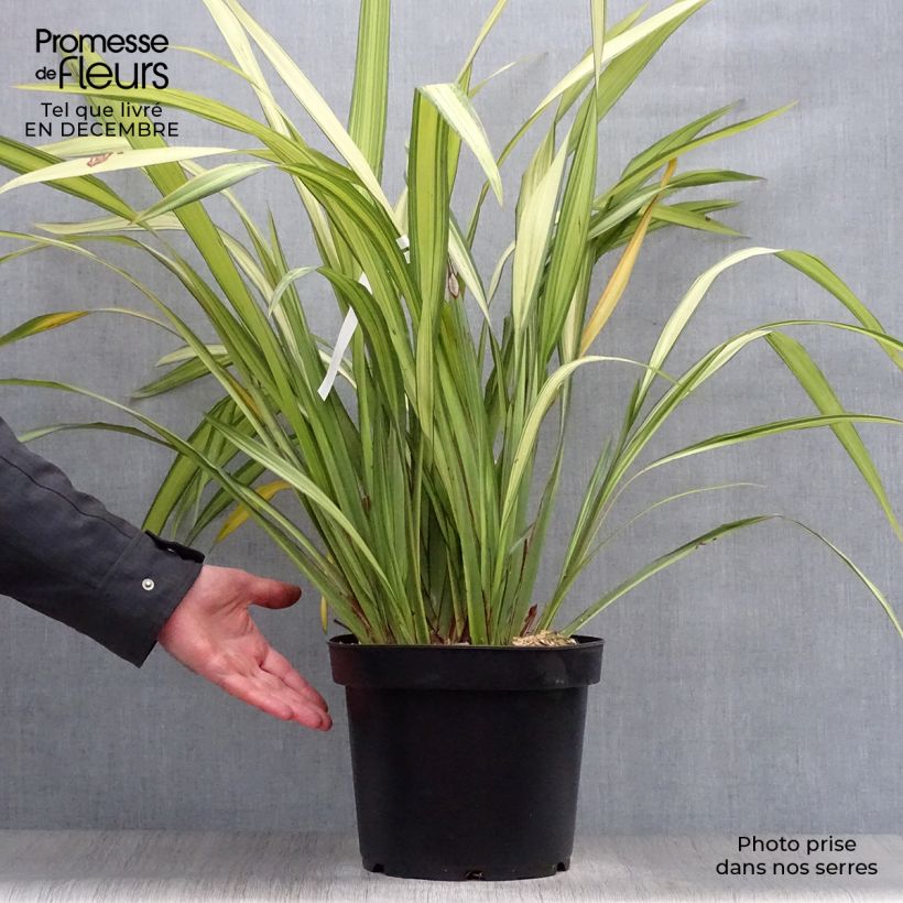 Exemplar von Phormium tenax Golden Ray Topf mit 7,5L/10L wie im Winter geliefert
