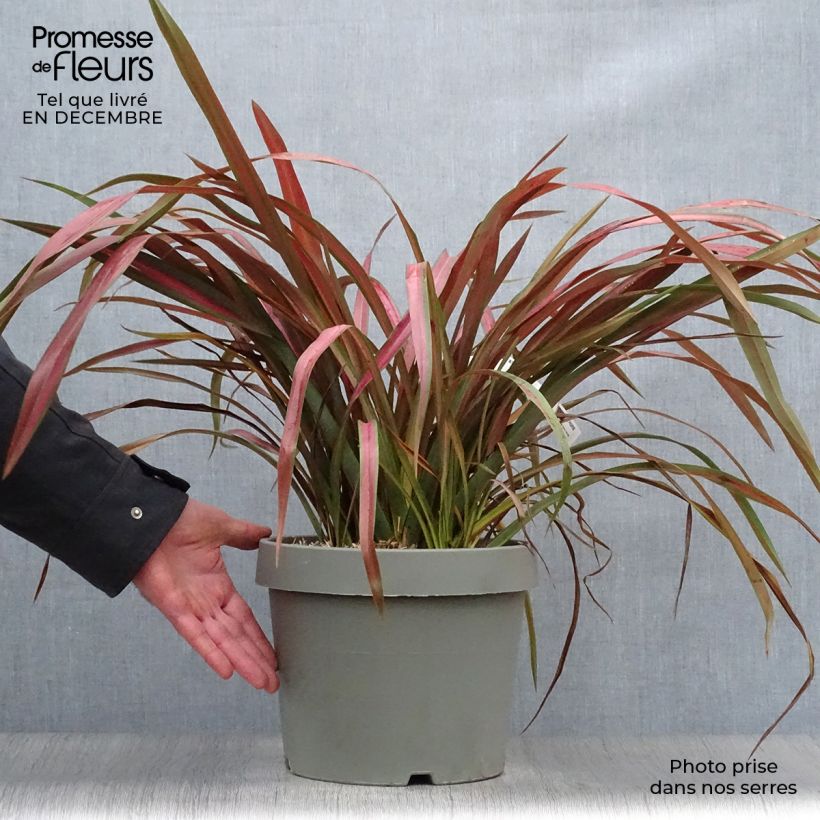 Exemplar von Phormium tenax Jester Topf mit 7,5L/10L wie im Winter geliefert
