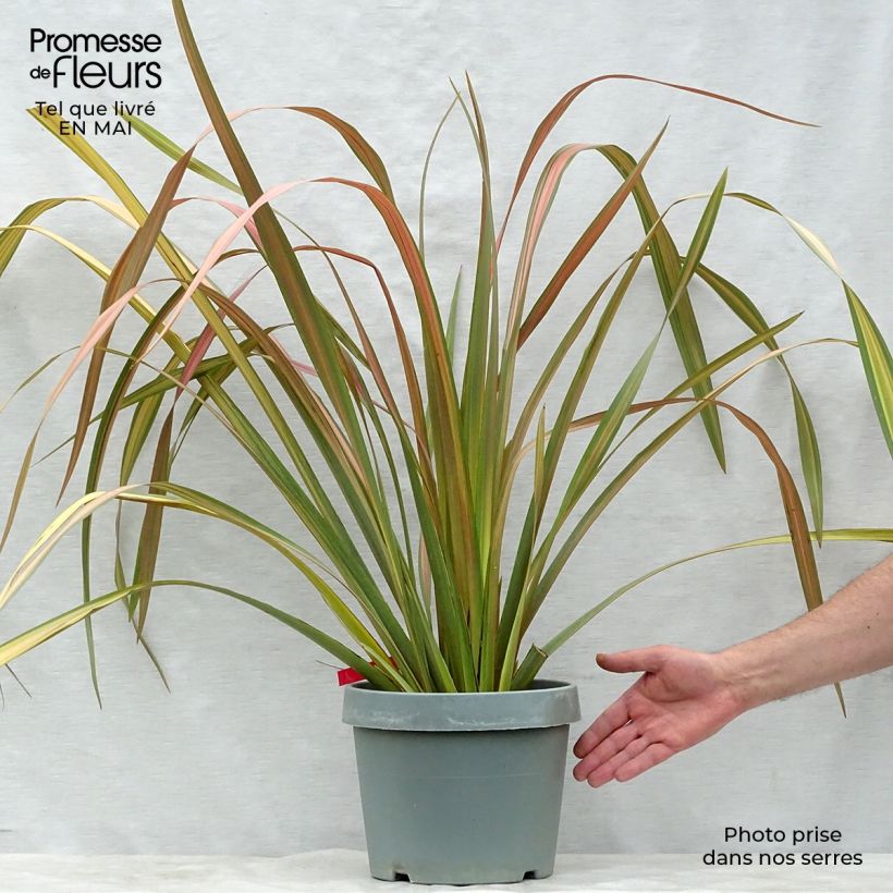 Exemplar von Phormium tenax Jester Topf mit 7,5L/10L wie im Frühjahr geliefert