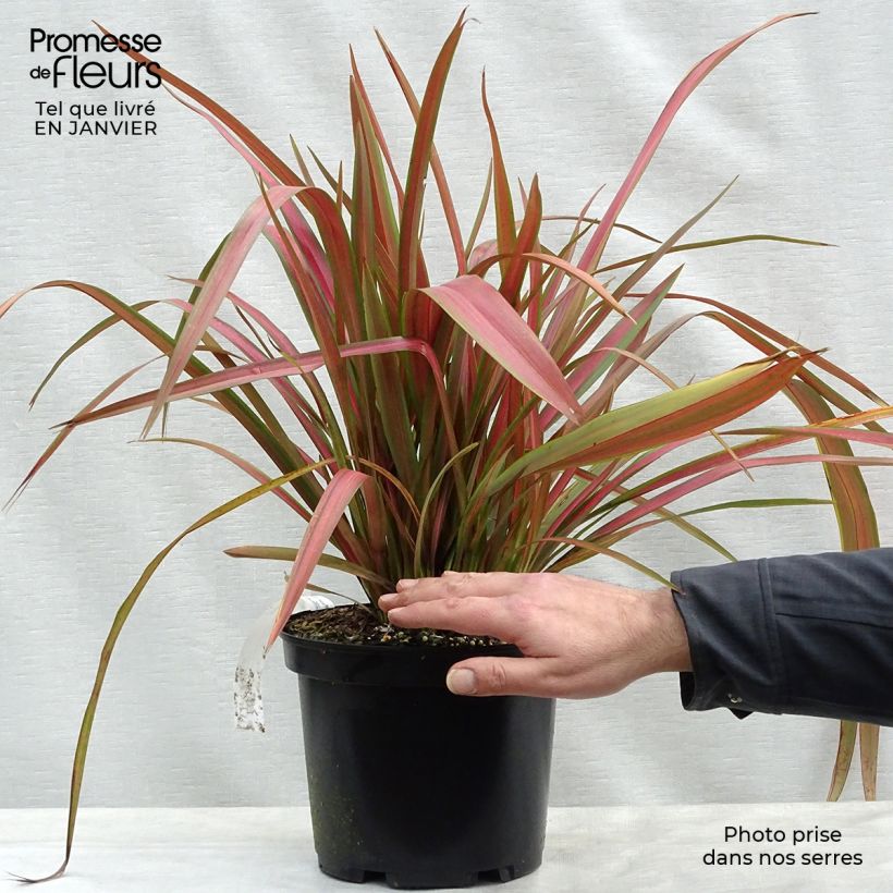 Exemplar von Phormium tenax Jester Topf mit 3L/4L wie im Winter geliefert