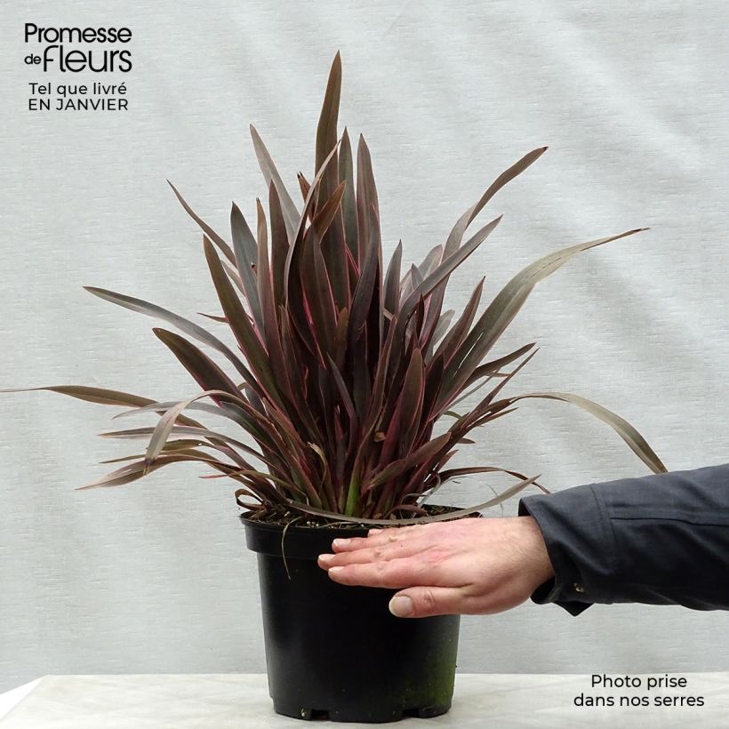 Exemplar von Phormium tenax Pink Panther Topf mit 2L/3L wie im Winter geliefert