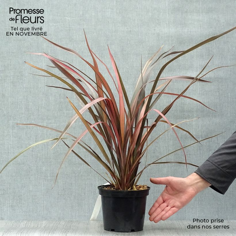 Exemplar von Phormium tenax Pink Panther Topf mit 2L/3L wie im Herbst geliefert