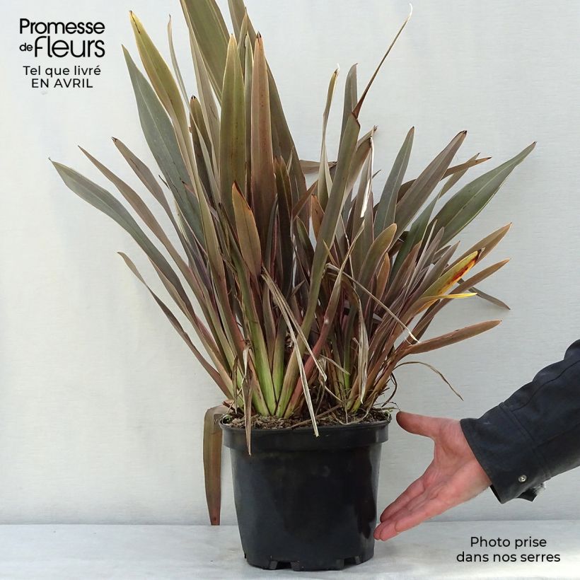 Exemplar von Phormium tenax Pink Stripe Topf mit 3L/4L wie im Frühjahr geliefert