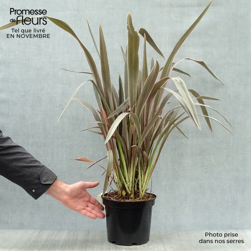 Exemplar von Phormium tenax Pink Stripe Topf mit 3L/4L wie im Herbst geliefert