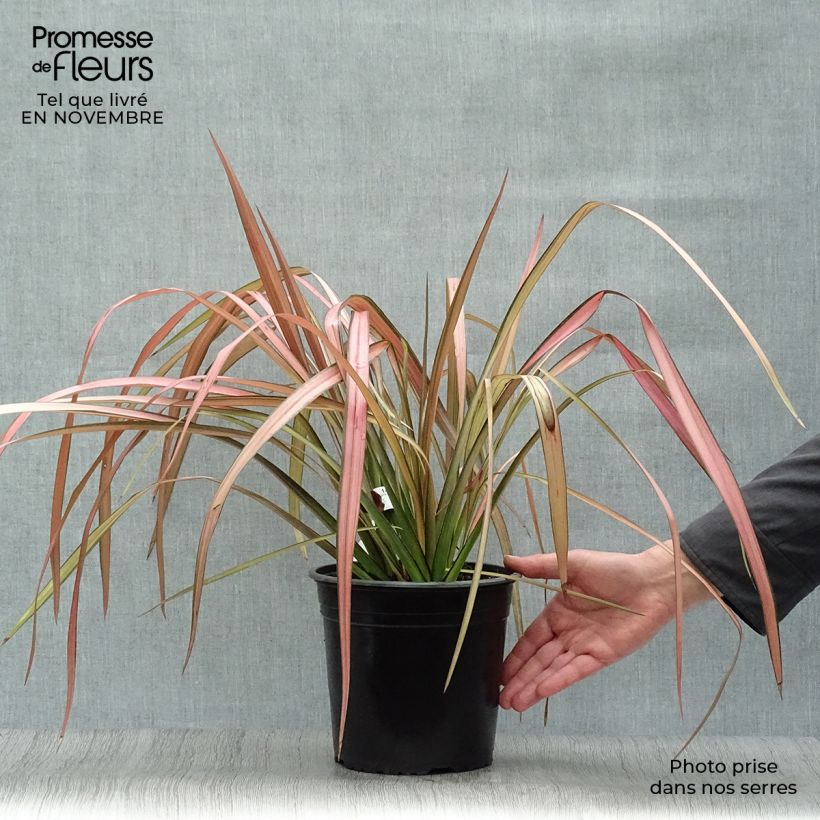 Exemplar von Phormium tenax Rainbow Maiden Topf mit 3L/4L wie im Herbst geliefert