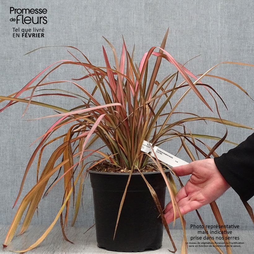 Exemplar von Phormium tenax Rainbow Maiden Topf mit 3L/4L wie im Winter geliefert