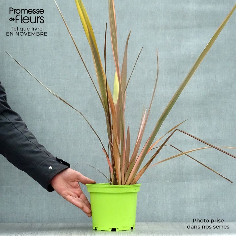 Exemplar von Phormium tenax Rainbow Queen Topf mit 2L/3L wie im Herbst geliefert
