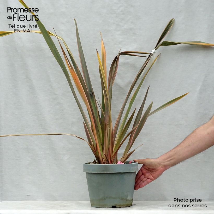 Exemplar von Phormium tenax Rainbow Queen Topf mit 7,5L/10L wie im Frühjahr geliefert